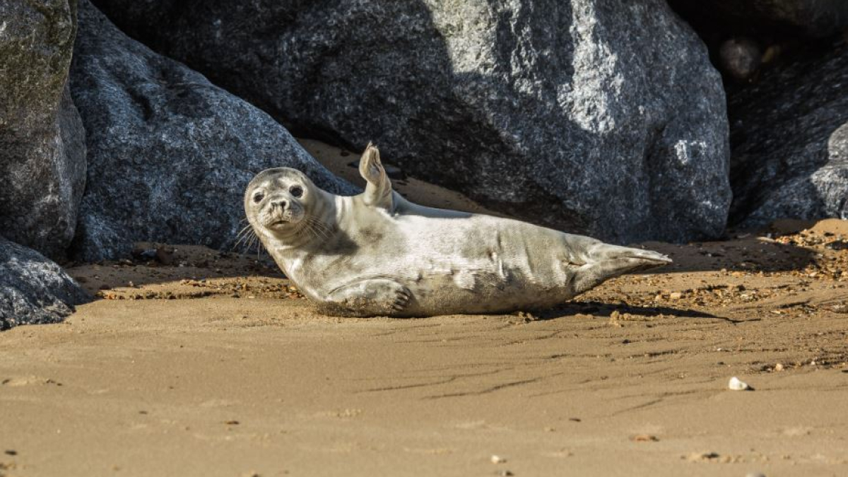арктика наука тюлень мурманск