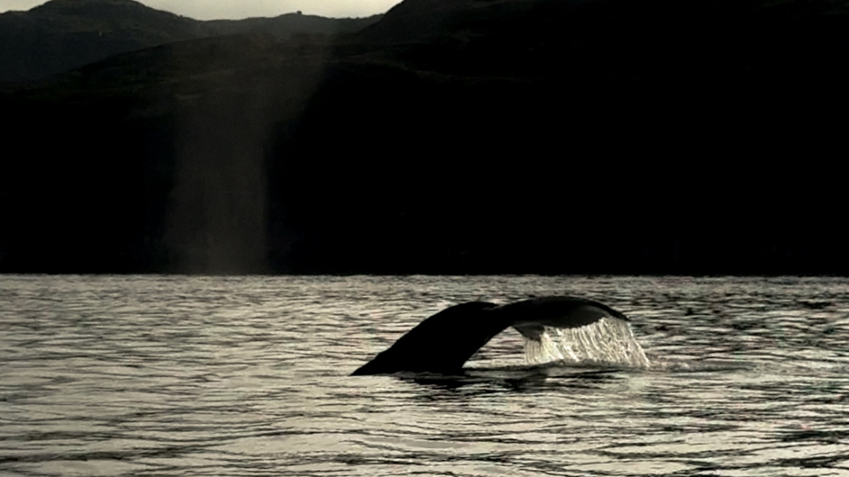 Хвост кита над водой