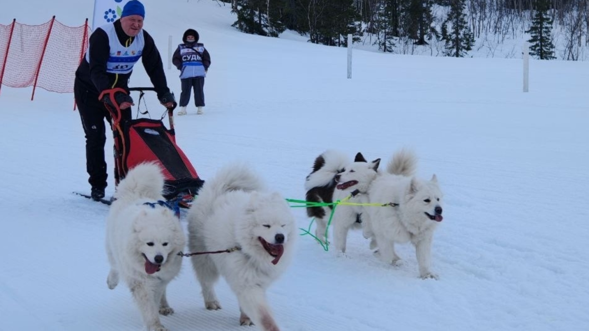 гонки на собачьих упряжках