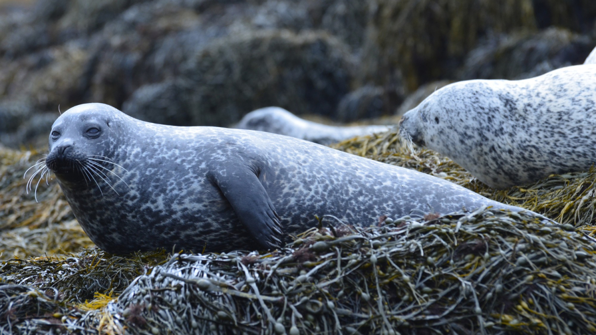 детеныш тюленя