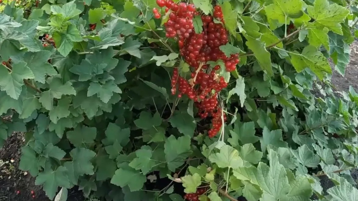 Смородина на ветке