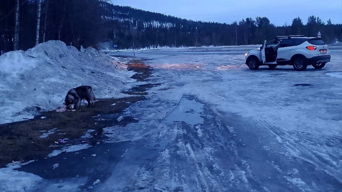Маламут на дороге