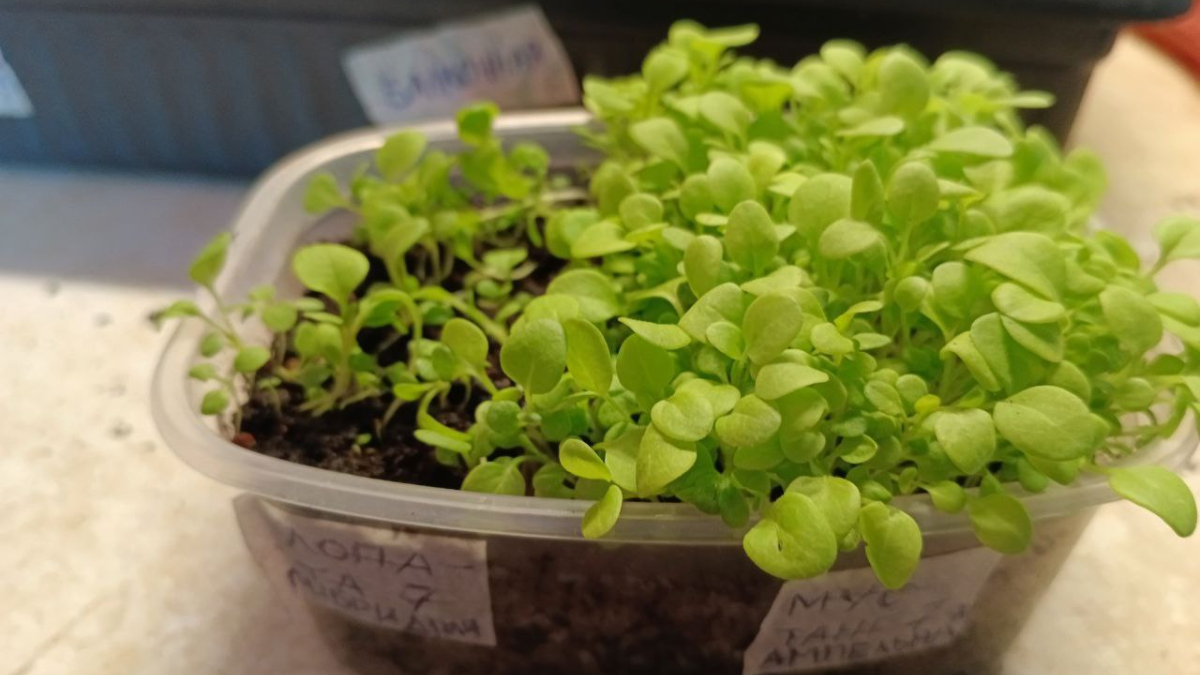 Рассада на подоконнике