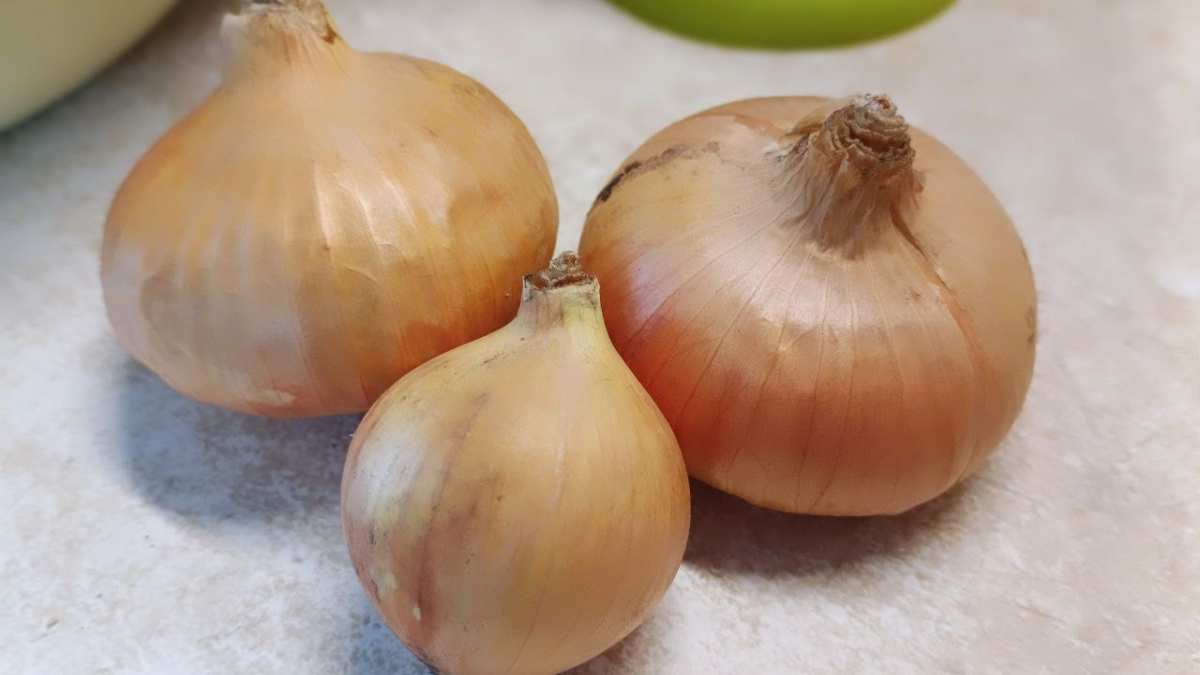 Крупный лук с грядки