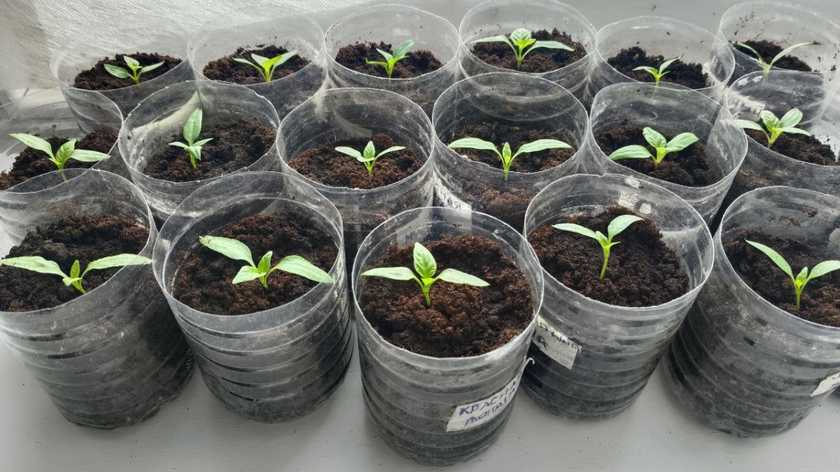 Рассада в бутылках