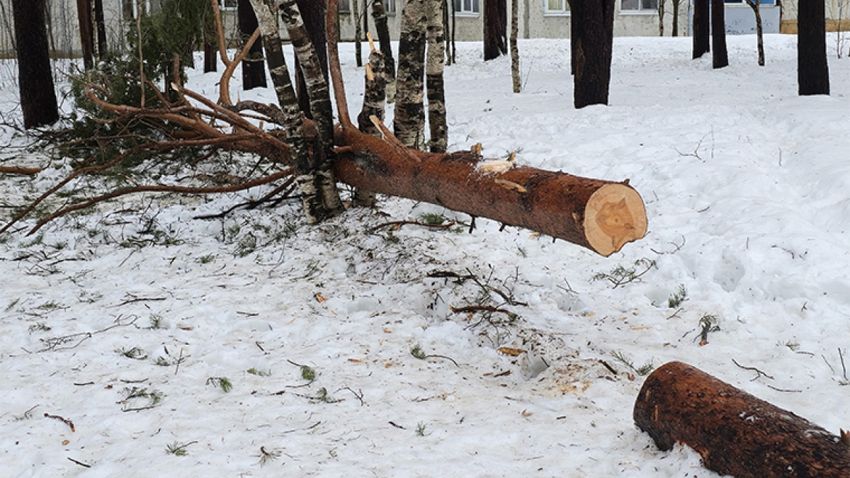 Срубленная сосна