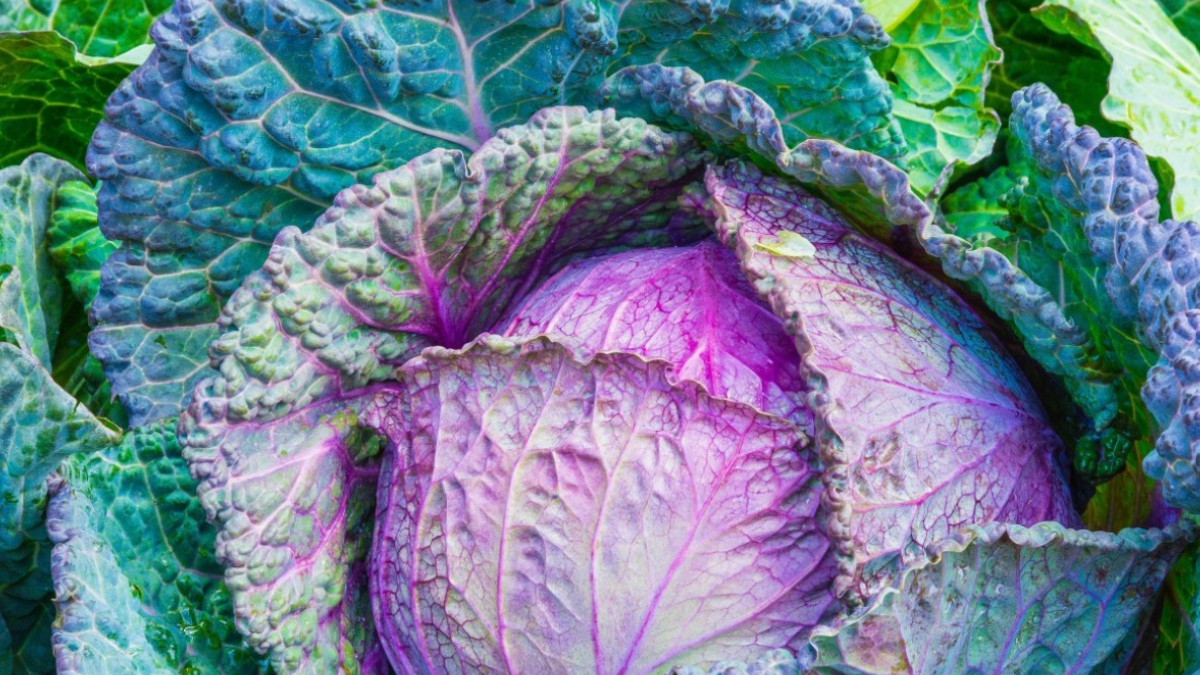 Большой кочан капусты