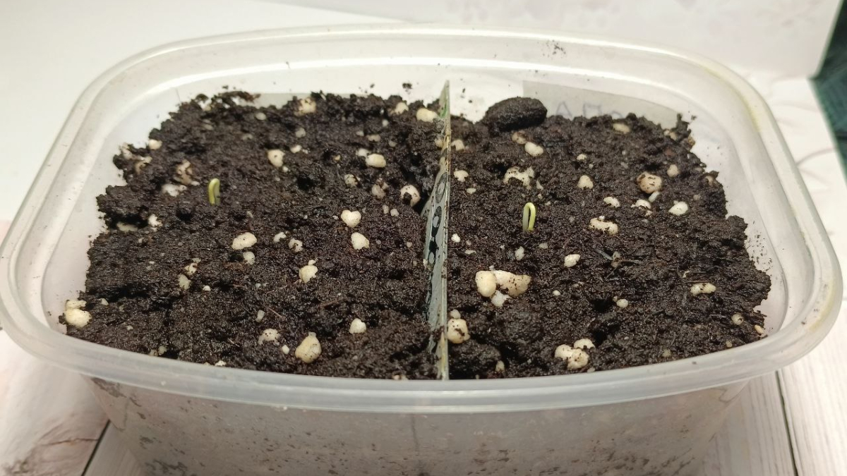 Контейнер с посаженными семенами