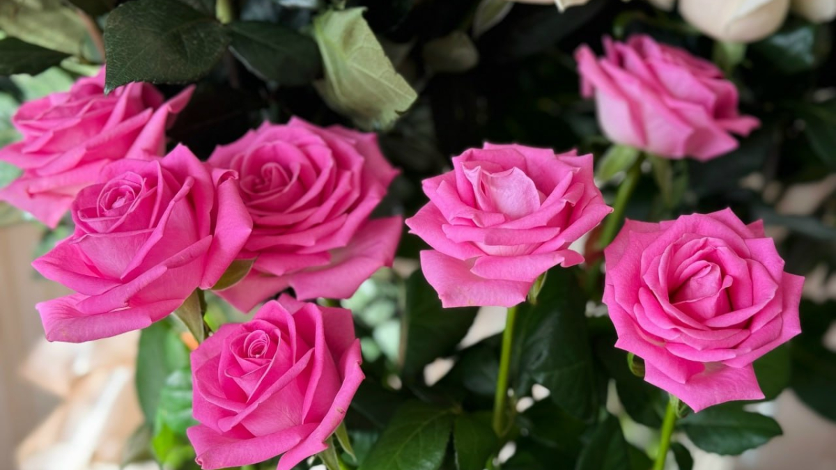 Пышное цветение роз