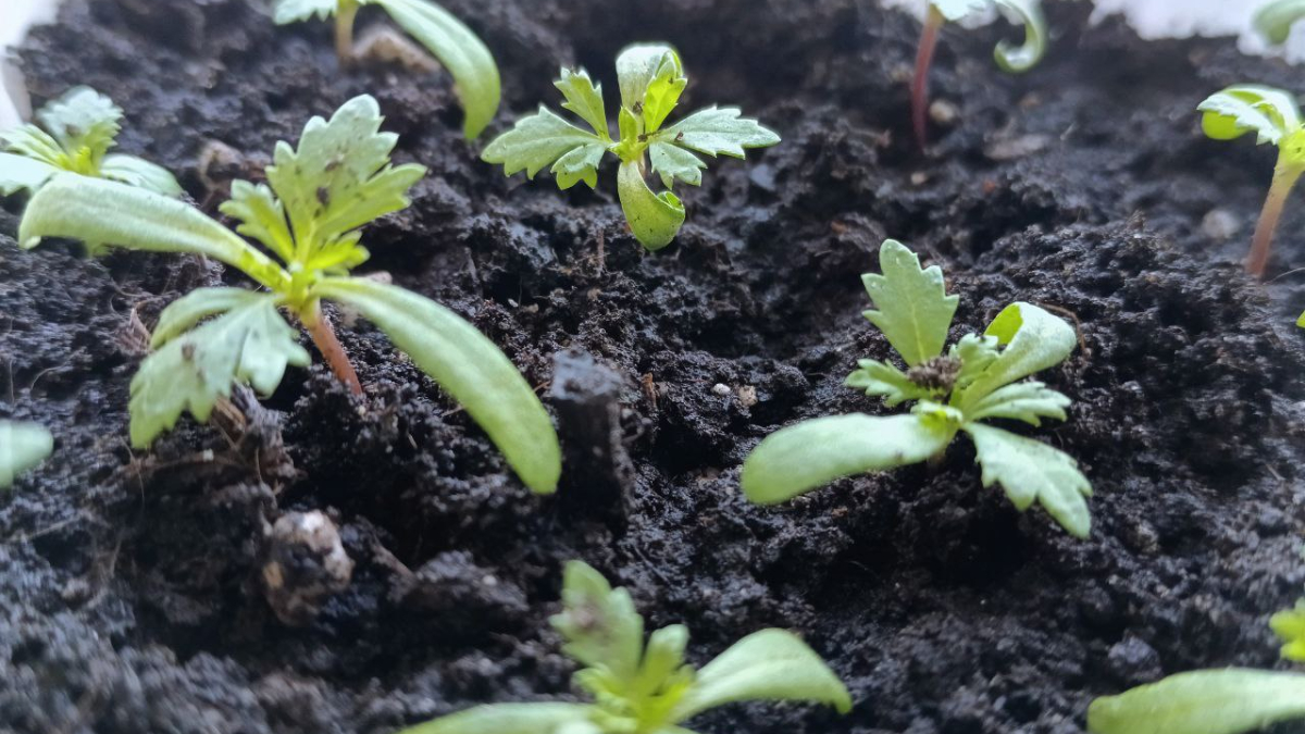 Рассада на подоконнике