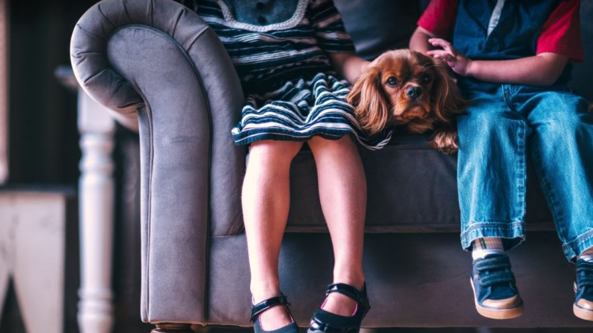 собака груминг мурманск снежногорск