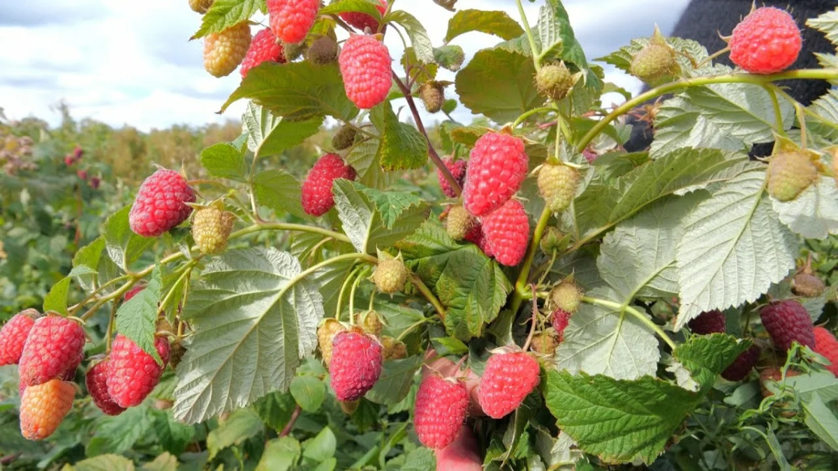 Кусты малины