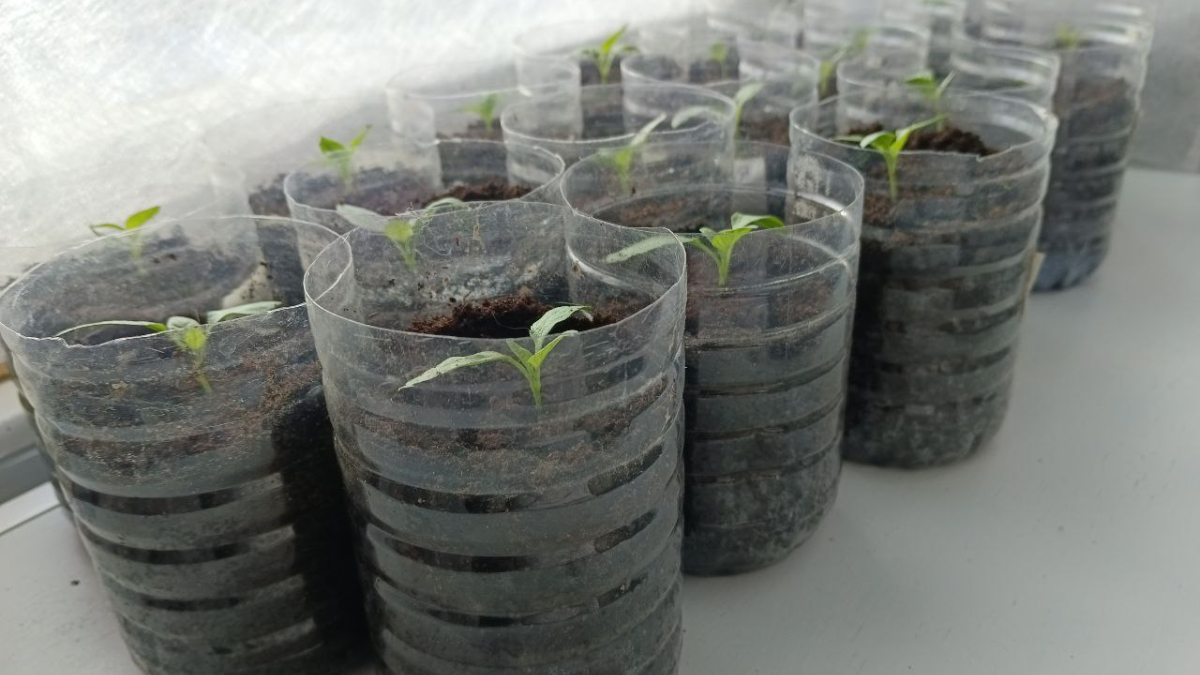 Рассада на подоконнике