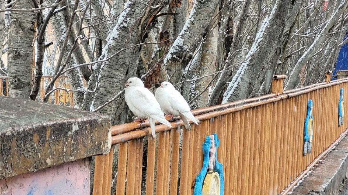 голуби сидят на заборе