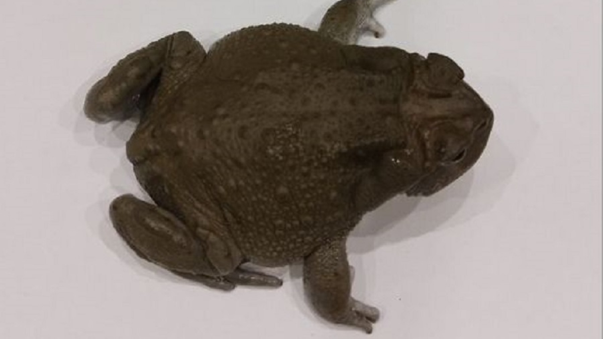 жаба колорадская маленькая