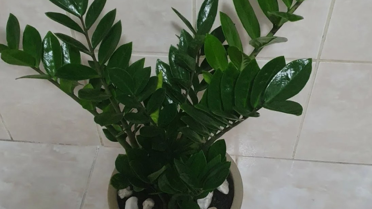 Красивый замиокулькас