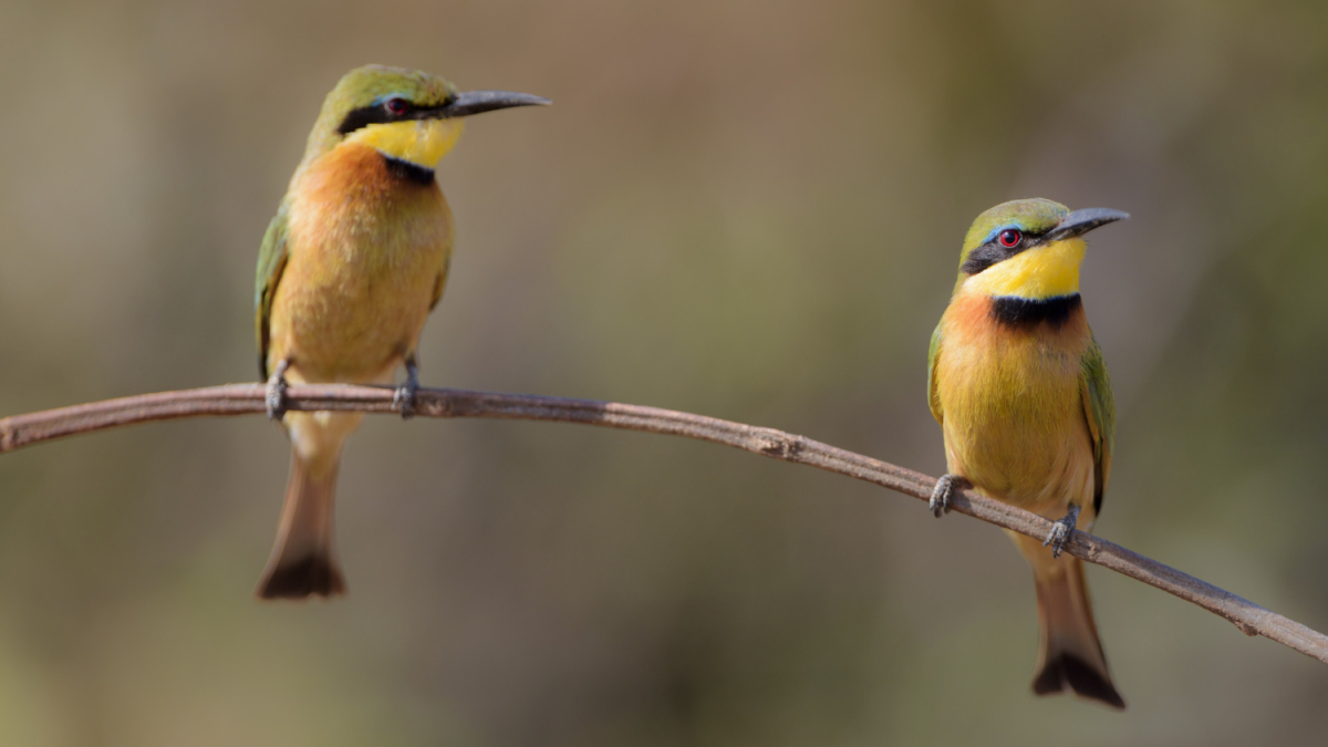 птицы в природе