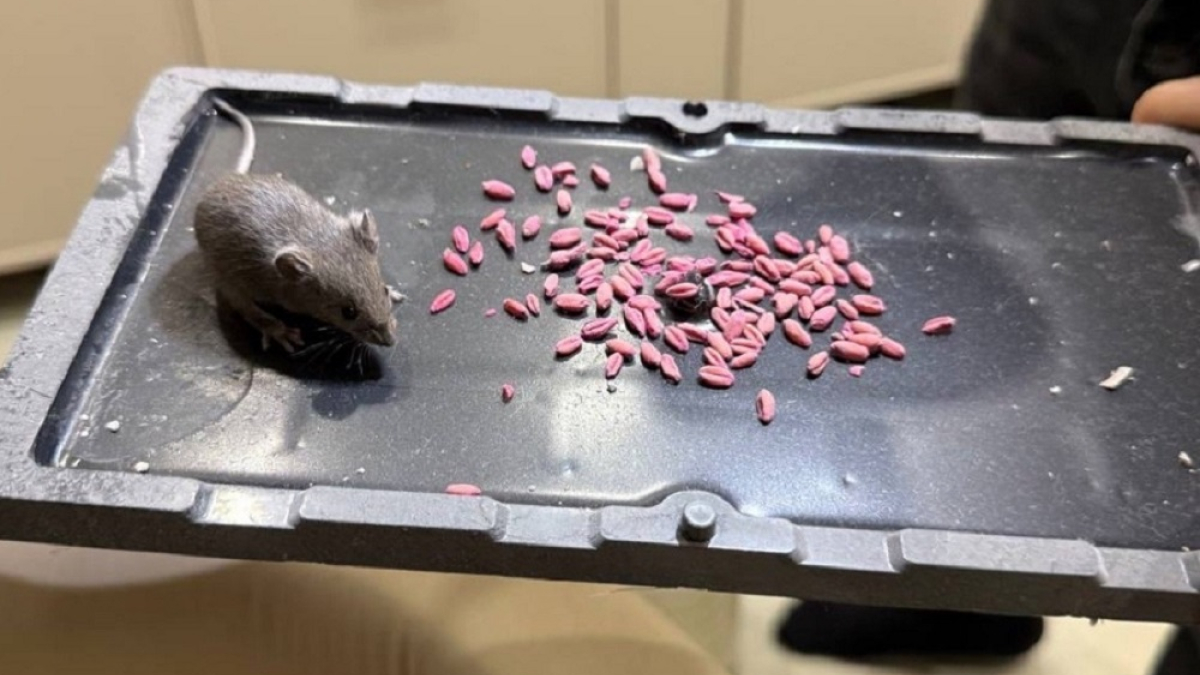 мышь сидит на разносе