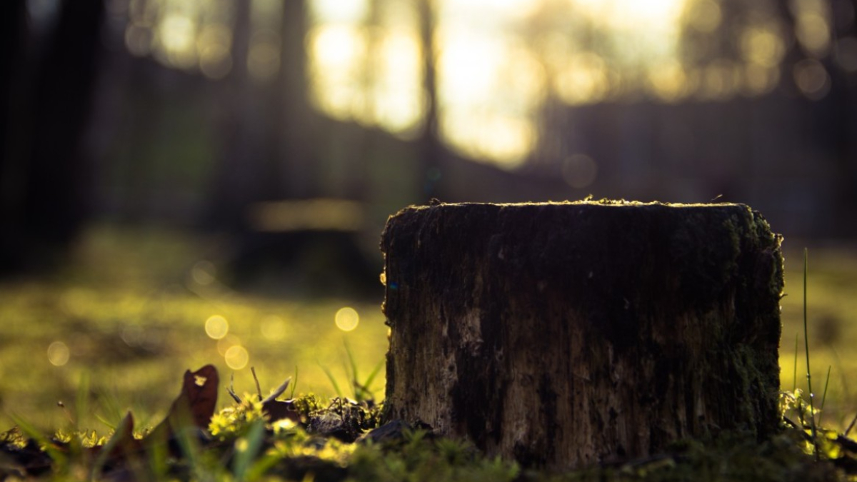 Пень, от которого можно легко избавиться