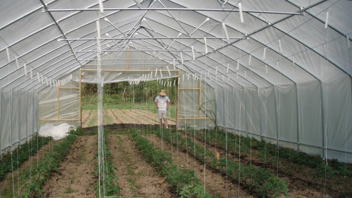 Теплица на даче