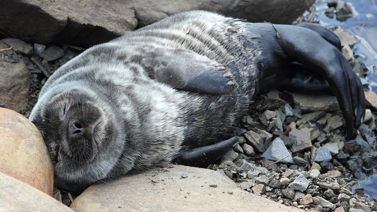 арктика нерпа климат экология