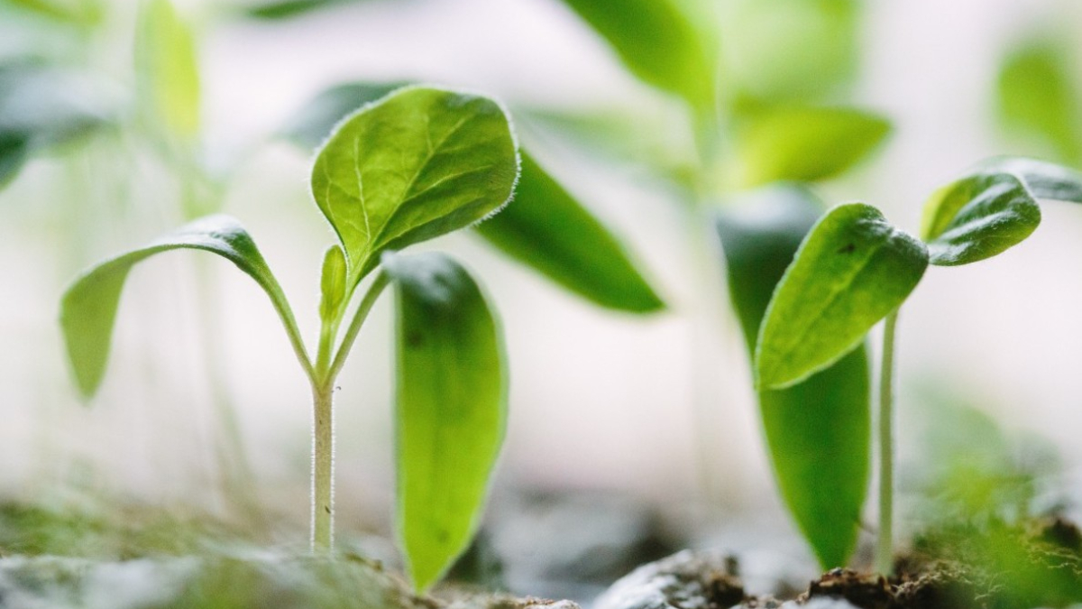 Рассада на подоконнике