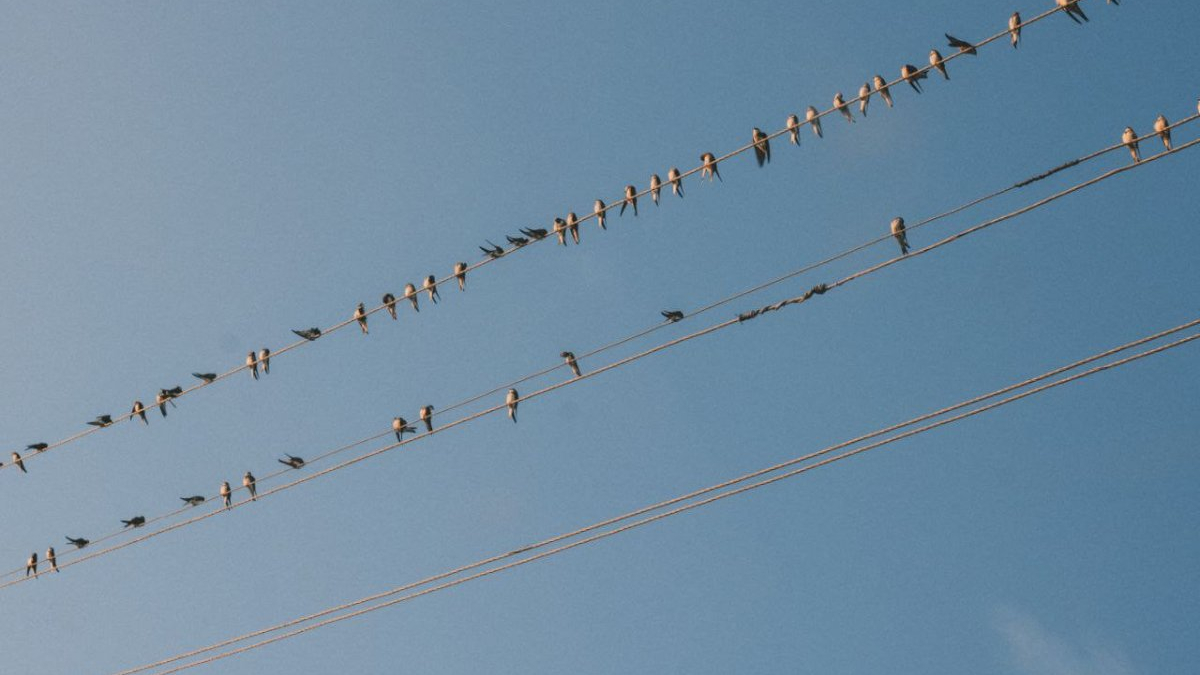 Птицы греются в лучах солнца на ЛЭП