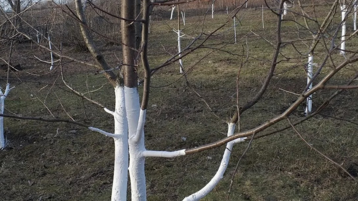 Стволы деревье в саду после побелки