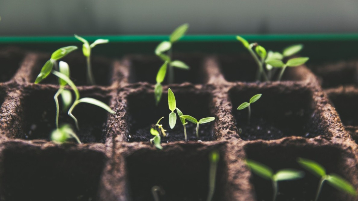 Рассада на подоконнике