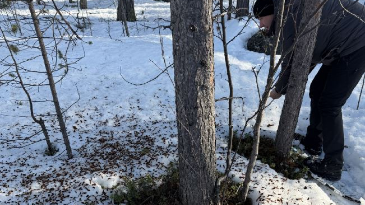 арктика пасвик природа мурманск заповедник