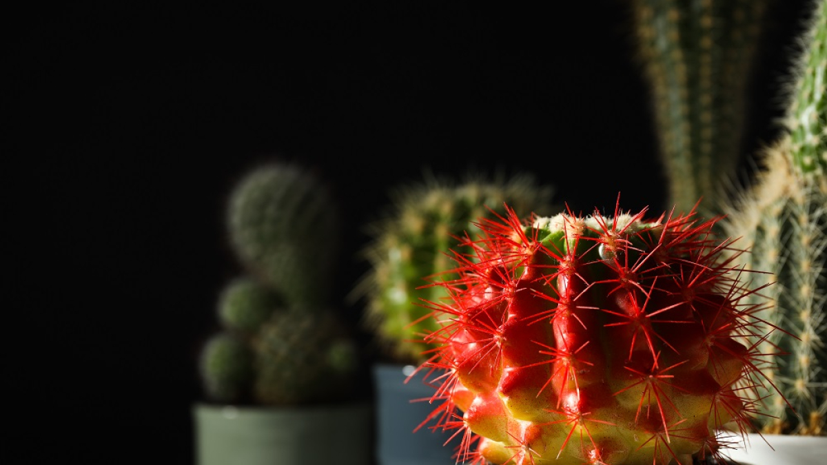 кактусы в горшочках