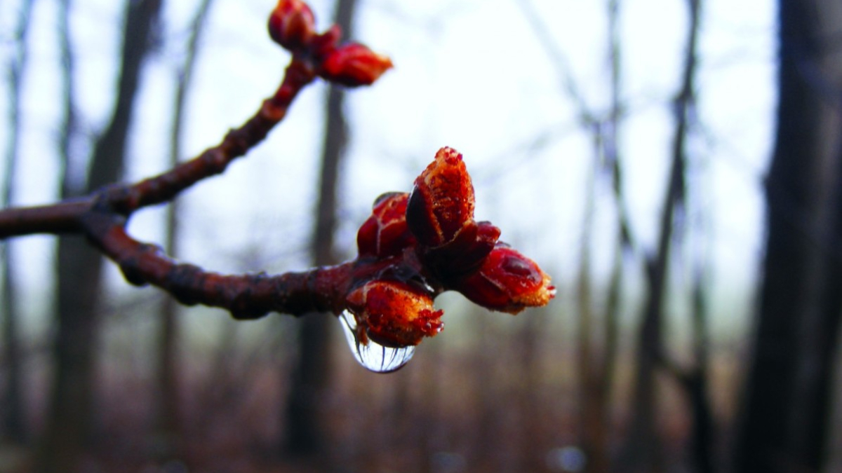 Ветка с почками