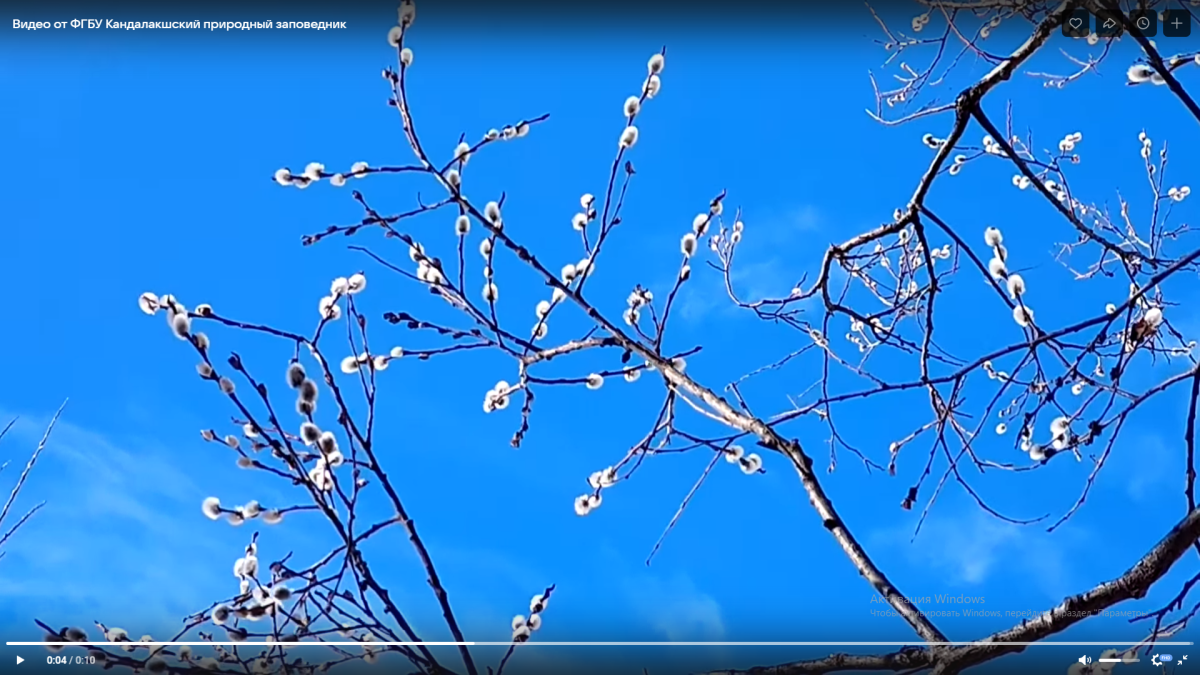 ива верба весна арктика