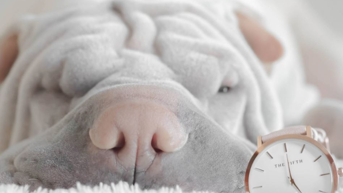 здоровый сон помогает похудеть