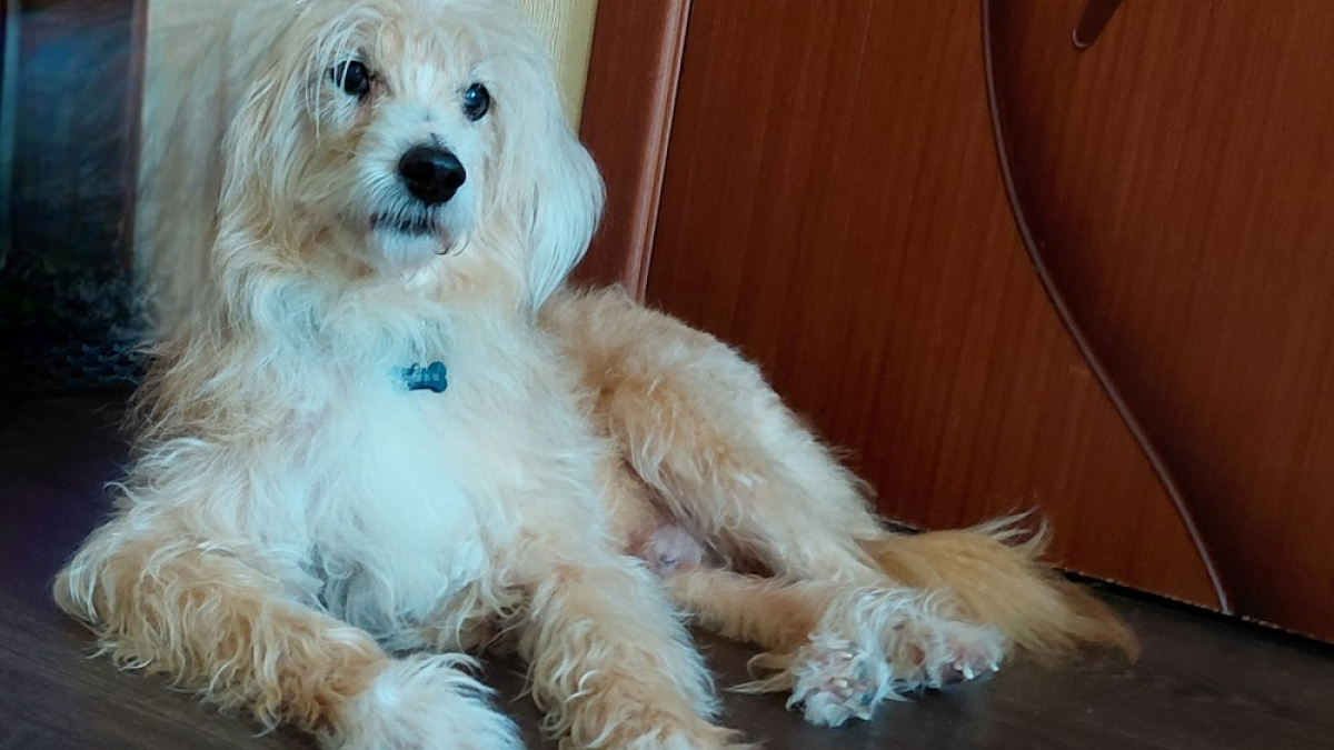 светлый кудрявый песик