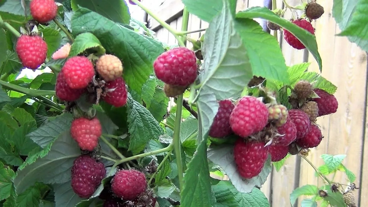 Куст малины