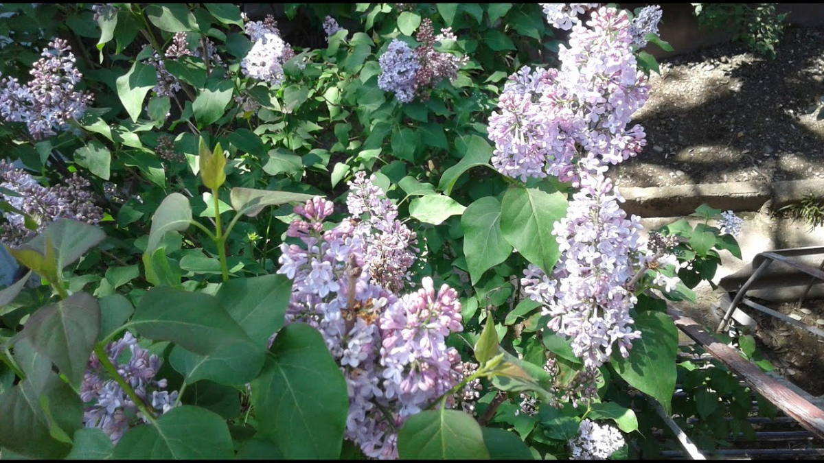 Весенний сад