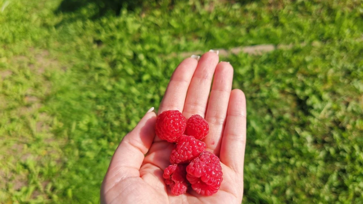 Малина на ладони