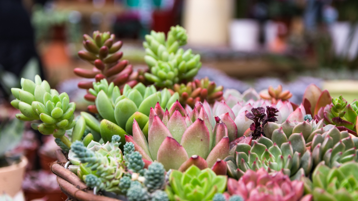 суккуленты в саду