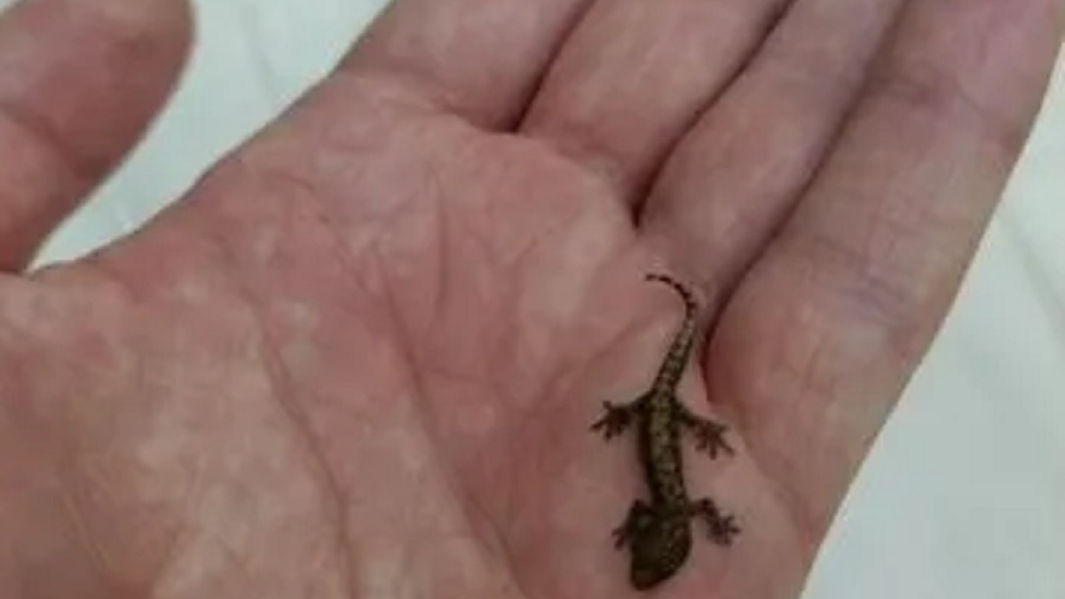 маленькая ящерица на ладони