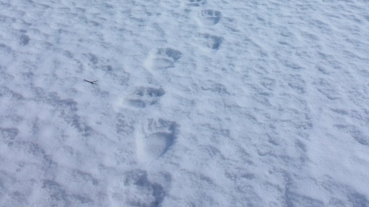 след медведя