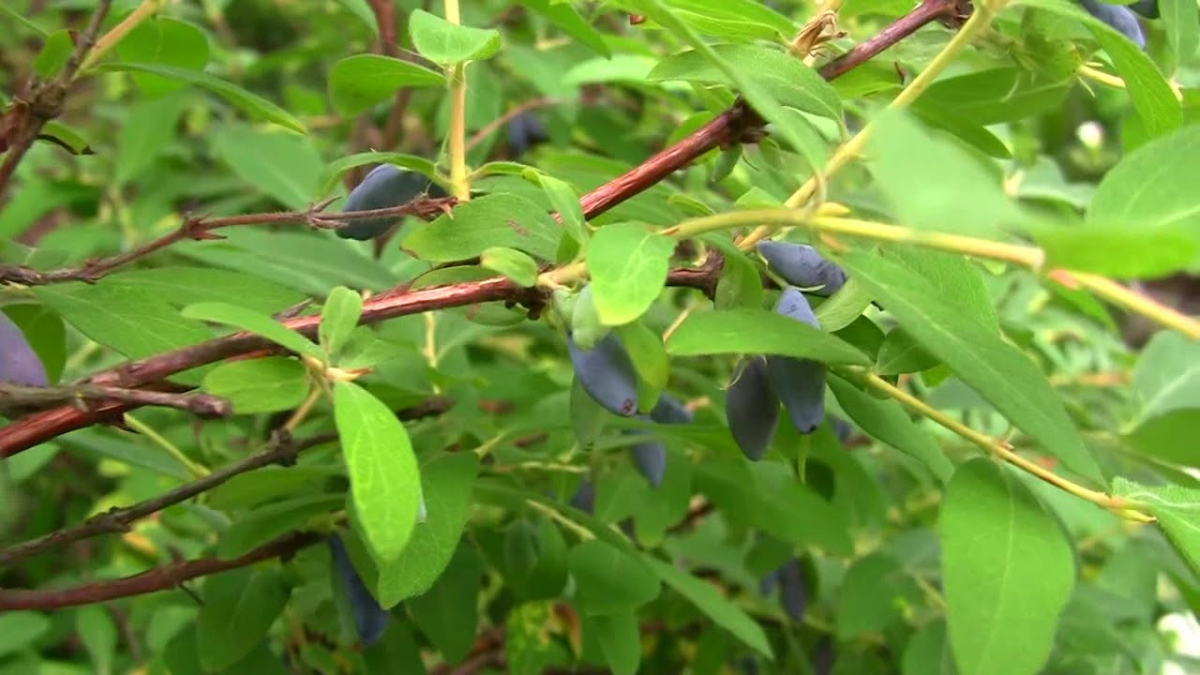 Куст жимолости