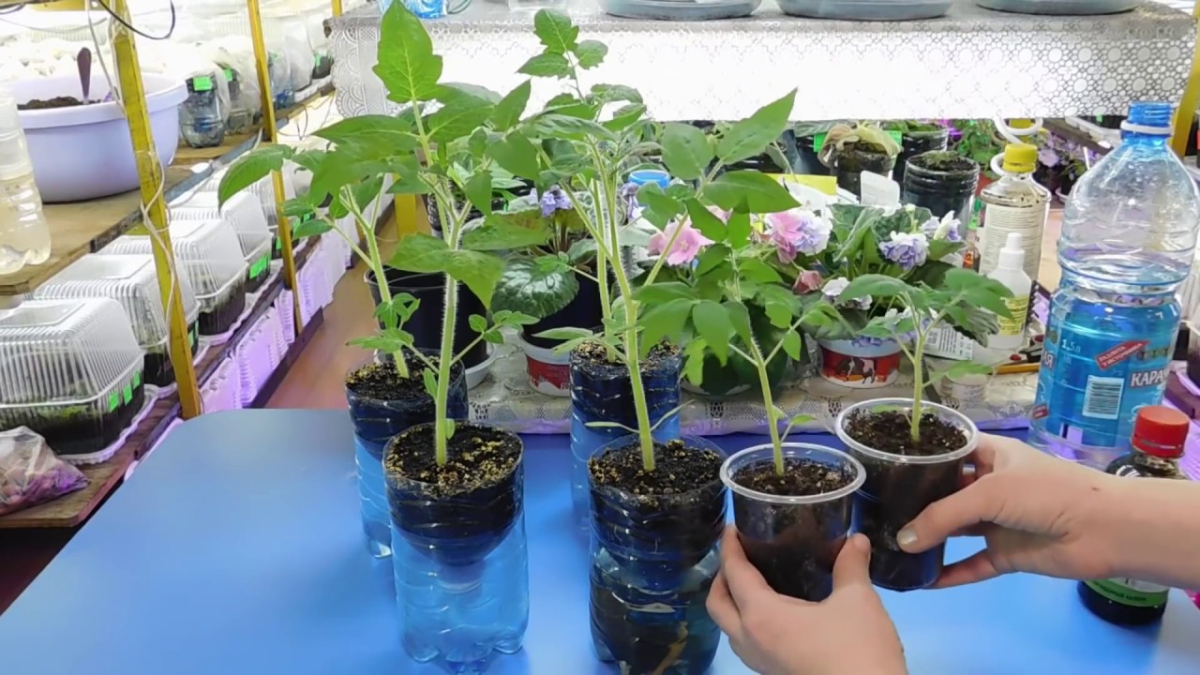 Рассада томатов