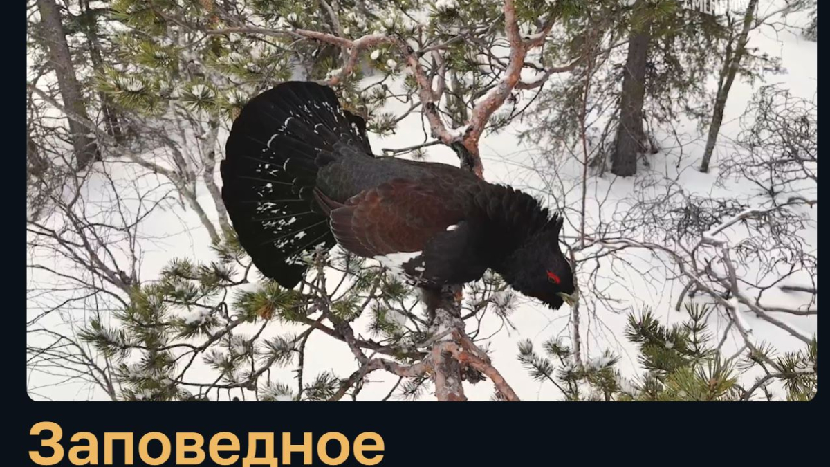 Арктика заповедник природа