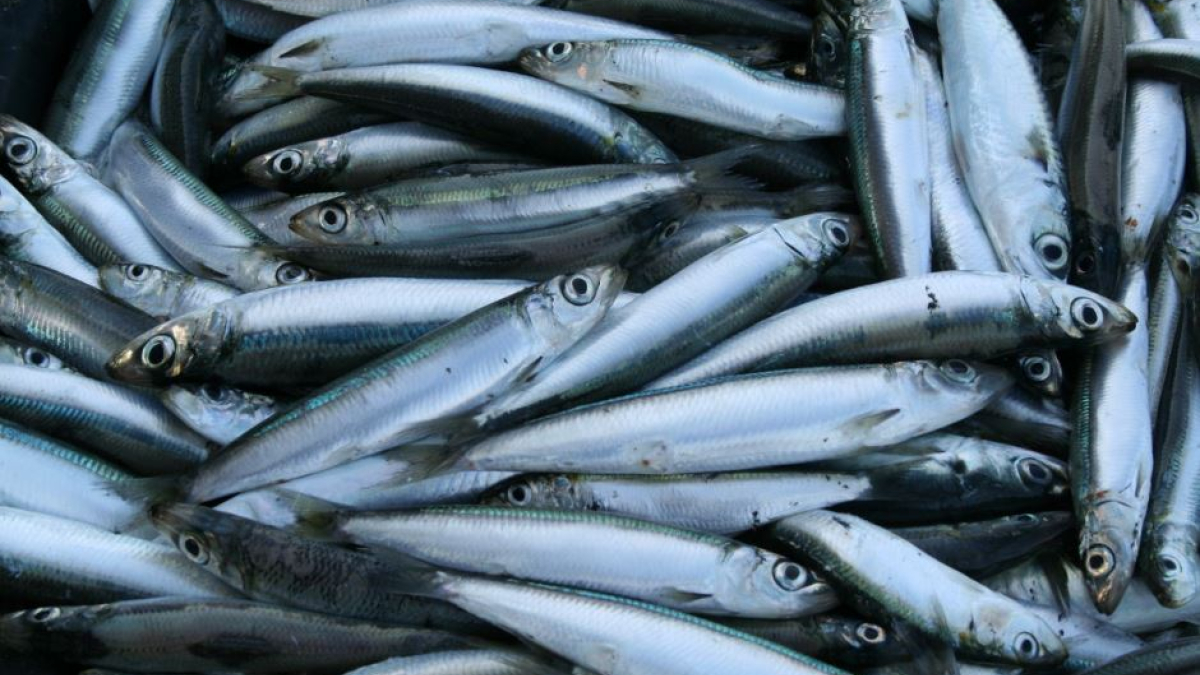 норвегия арктика треска рыба