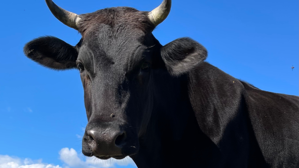 Корова на фоне неба