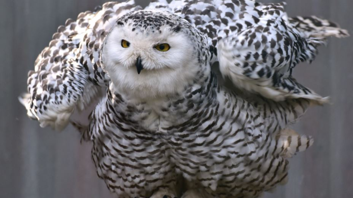 сова арктика природа климат