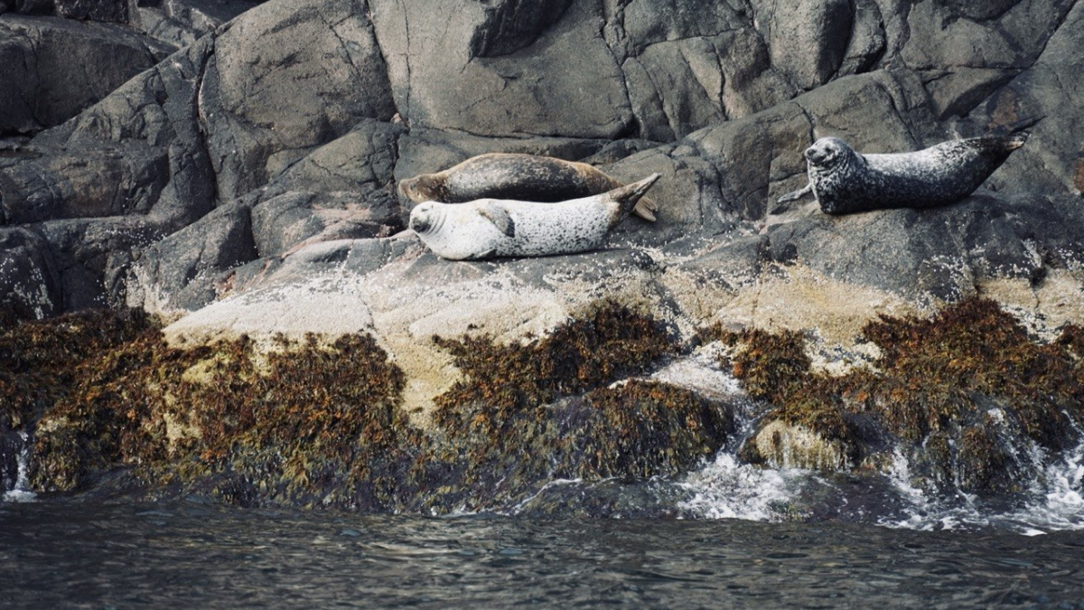 Гренландский тюлень