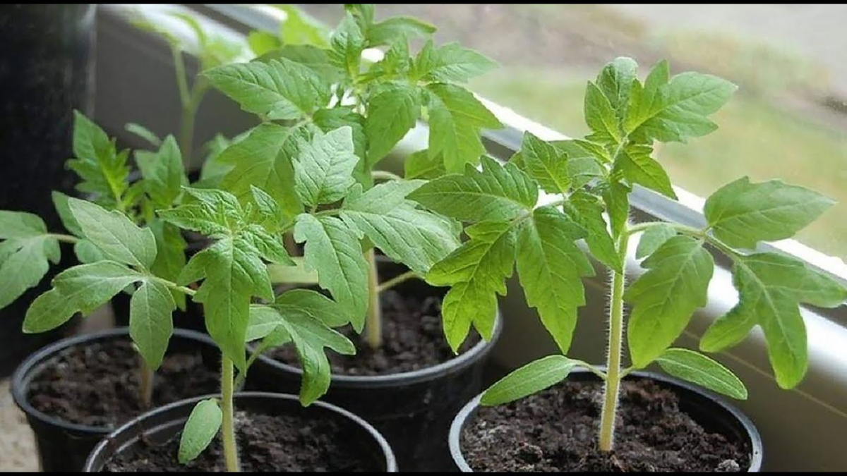 Рассада томатов на подоконнике