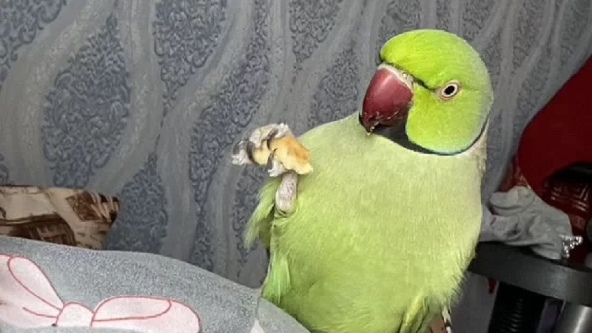 ожереловый попугай